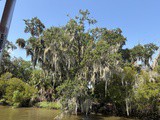 Down on the bayou