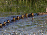 Getting your ducks in a row