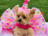 It’s a dog’s world