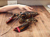 Lobster tales