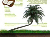 Coconut facts