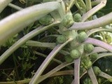 Garden Sprouts ... In November