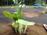 Getting the Garden Planted