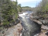 Hadley Maple in April Festival