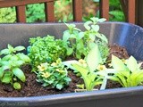 A Recipe for Endless Fresh Herbs without Endless Watering