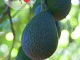 How Avocados Grow – a California Avocado Ranch Tour