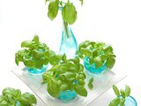 How to Propagate Basil from Cuttings