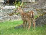 2012 Fawn growing fast, eating all my flowers and bushes