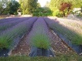 At the Lavender Farm