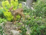 Jack Russel baby-sits 11 day old fawn until Doe returns and charges