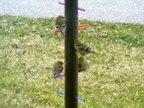 American Goldfinches on a Winter Day