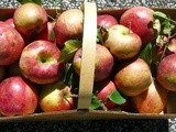 Apple Season Begins as the Garden Dwindles, Fall is Near and Winter Not Far Behind