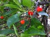 Cherry Pickin' Time in Southern Indiana