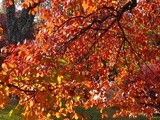 Election Prayer Fall 2012