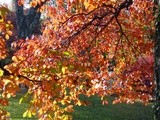 Fall colds and sniffles here