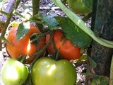 Father's Day Tomato, Cucumber, and Pepper in Our Garden, First Vegetables of 2014