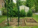 Heirloom Tomatoes and Basil Highlight our Garden Planting