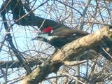 Pileated Woodpecker Visits Our Window Today