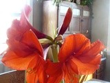 Snow on the ground but Blooms inside as the Amaryllis bulbs burst with color and cheer