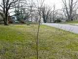 Successful Tips for Transplanting Volunteer (wild)  Dogwood Trees