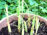 Update on lemongrass started from cuttings