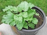 Freezing Rhubarb