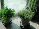 Rosemary, parsley and French thyme
