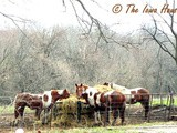 Sunday in Iowa