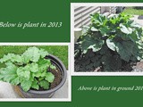 Sunday in Iowa...Rhubarb Plant