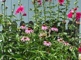 Sundays in Iowa...Michelle's Hollyhocks