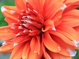 Flora at Echo Lodge Country House Hotel, Ballingarry, Co. Limerick