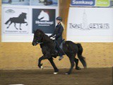Icelandic Horse in Competition