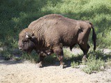 Pszczyna – Bisons and old town