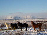 The Winter Icelandic Horse