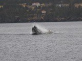 Trans-Canada Road Trip – 11 Days Across Newfoundland