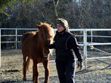 Young Horse Training