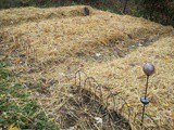 Garden and Garlic Planting (2017)