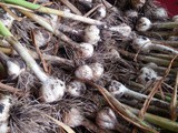 Garlic Harvest (2016)