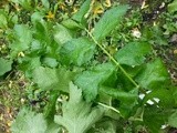 Growing Parsnips