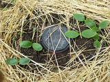 Let’s grow some zucchini