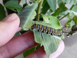 Milkweed and Monarchs