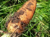 More Beets and First Carrot