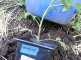 Our Tangerine Tomato Plant