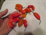 Ghost Peppers