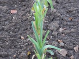 How to Clean Leeks…and Wait, What is a Leek? [Video]