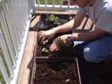 How Does Your Container Garden Grow