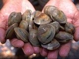 Fyi on Clams