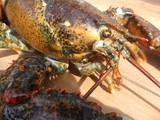Fyi on Lobsters, Maine Lobster