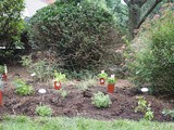 Lemon Verbena and the New Herb Garden