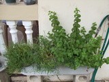 Update on Container Herb Garden